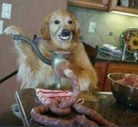 dog